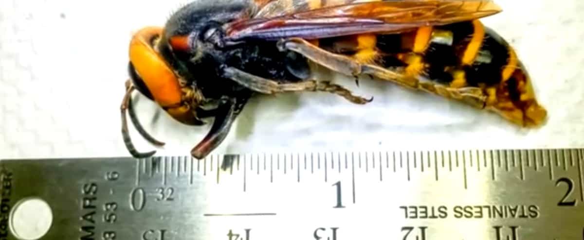 Un frelon meurtrier capturé pour la 1re fois