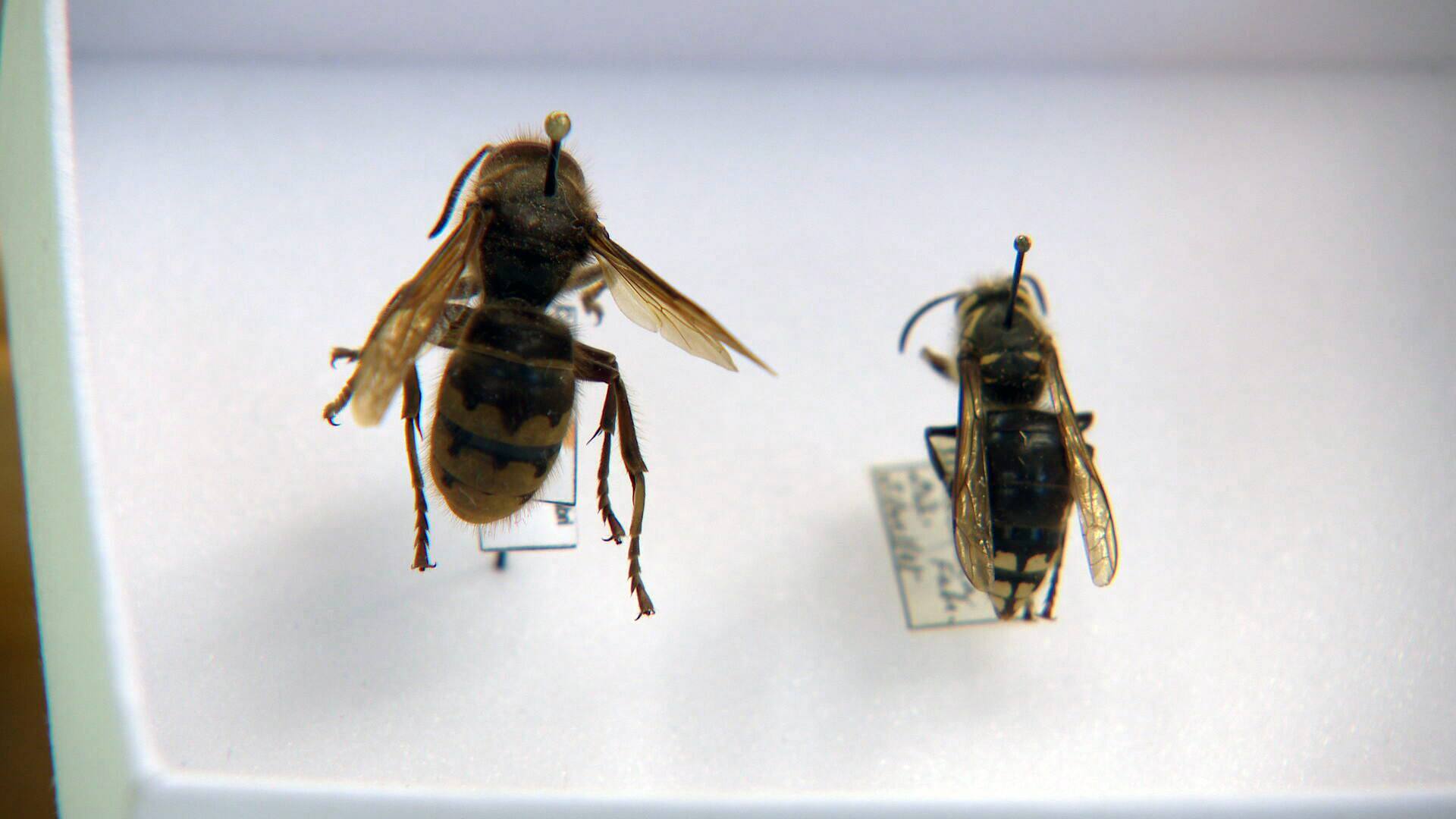 Voici 6 choses à savoir sur les frelons européens géants TVA Nouvelles