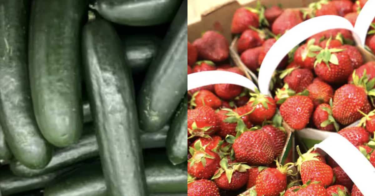 Vous ne gardez probablement pas vos concombres et vos fraises de la ...