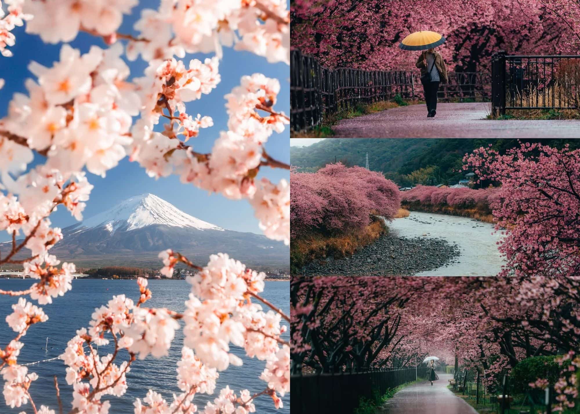 Le Festival japonais « Cherry Blossom » est annulé