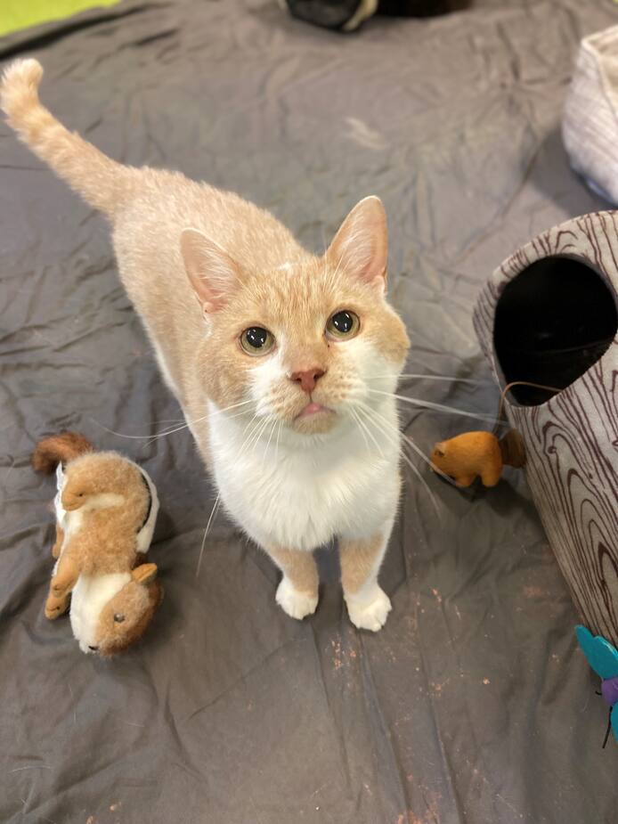 Image principale de l'article SPCA de Montréal : Gaston se cherche une famille