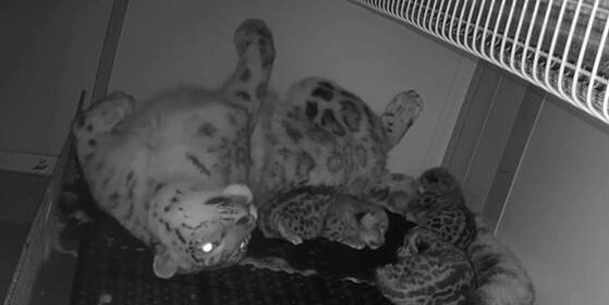 Naissance de trois l&eacute;opards au zoo de Granby