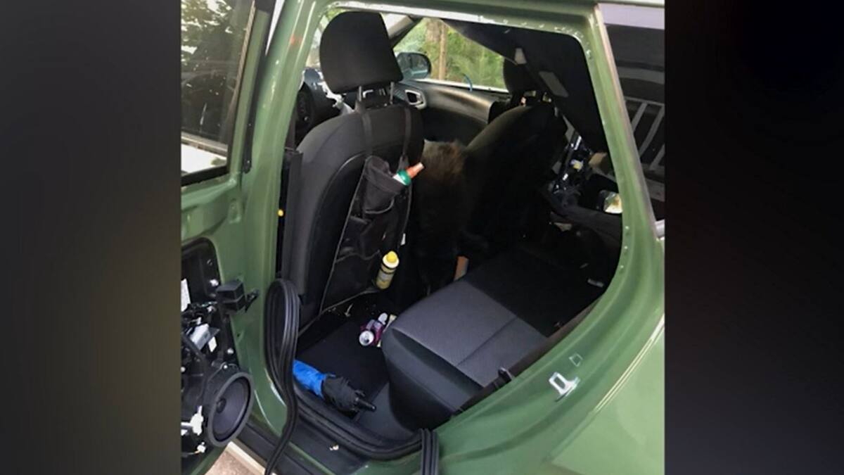 Coincé dans une voiture, un ours meurt de chaleur