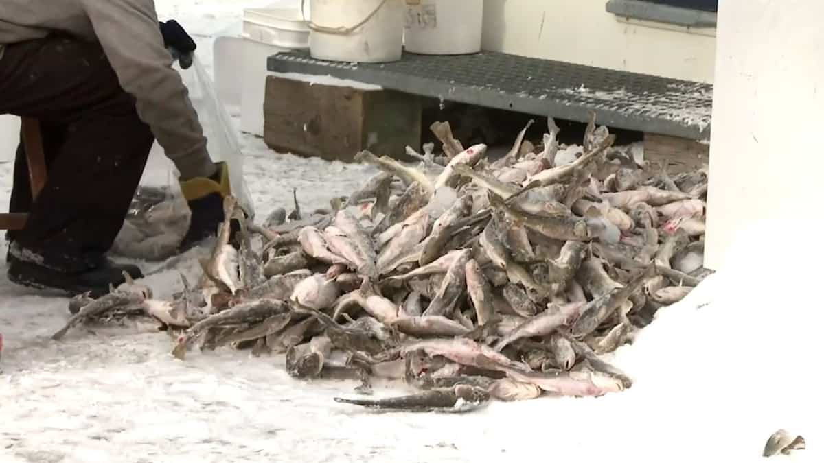 Plus de poulamons, mais moins de pêcheurs à Sainte-Anne-de-la-Pérade