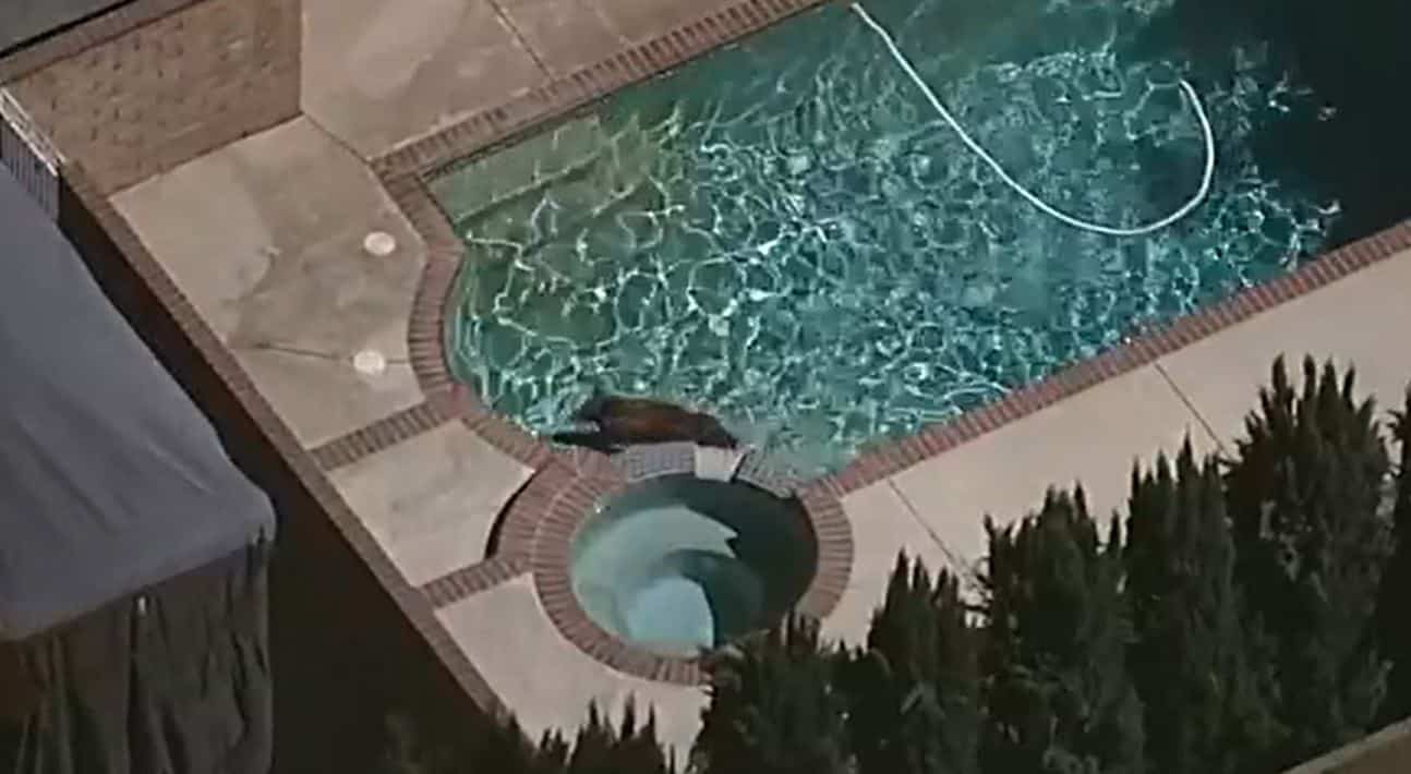 EN IMAGES | Un ours surpris en train de se baigner dans une piscine