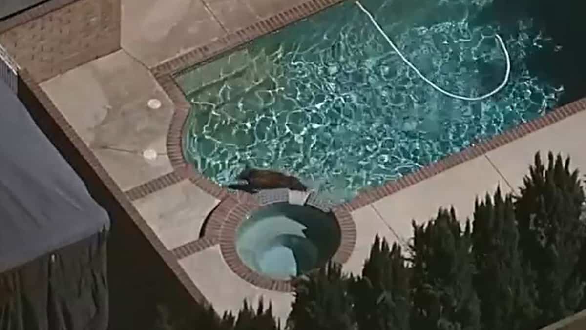 EN IMAGES | Un ours surpris en train de se baigner dans une piscine