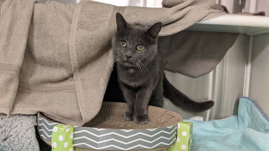 Image principale de l'article SPCA de Montréal : GriGris se cherche une famille