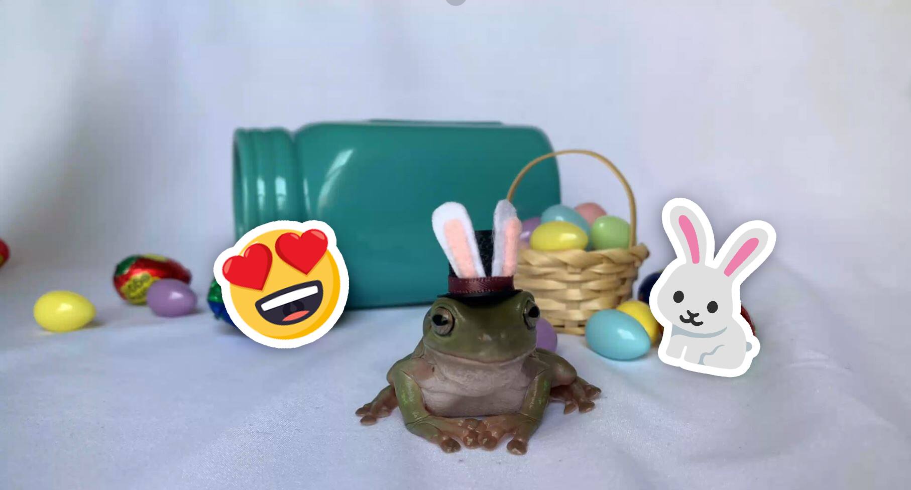 Une grenouille élue «Lapin de Pâques 2021»