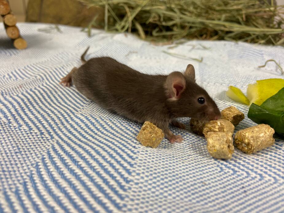 Image principale de l'article SPCA : Gustave et ses 106 amis cherchent foyers