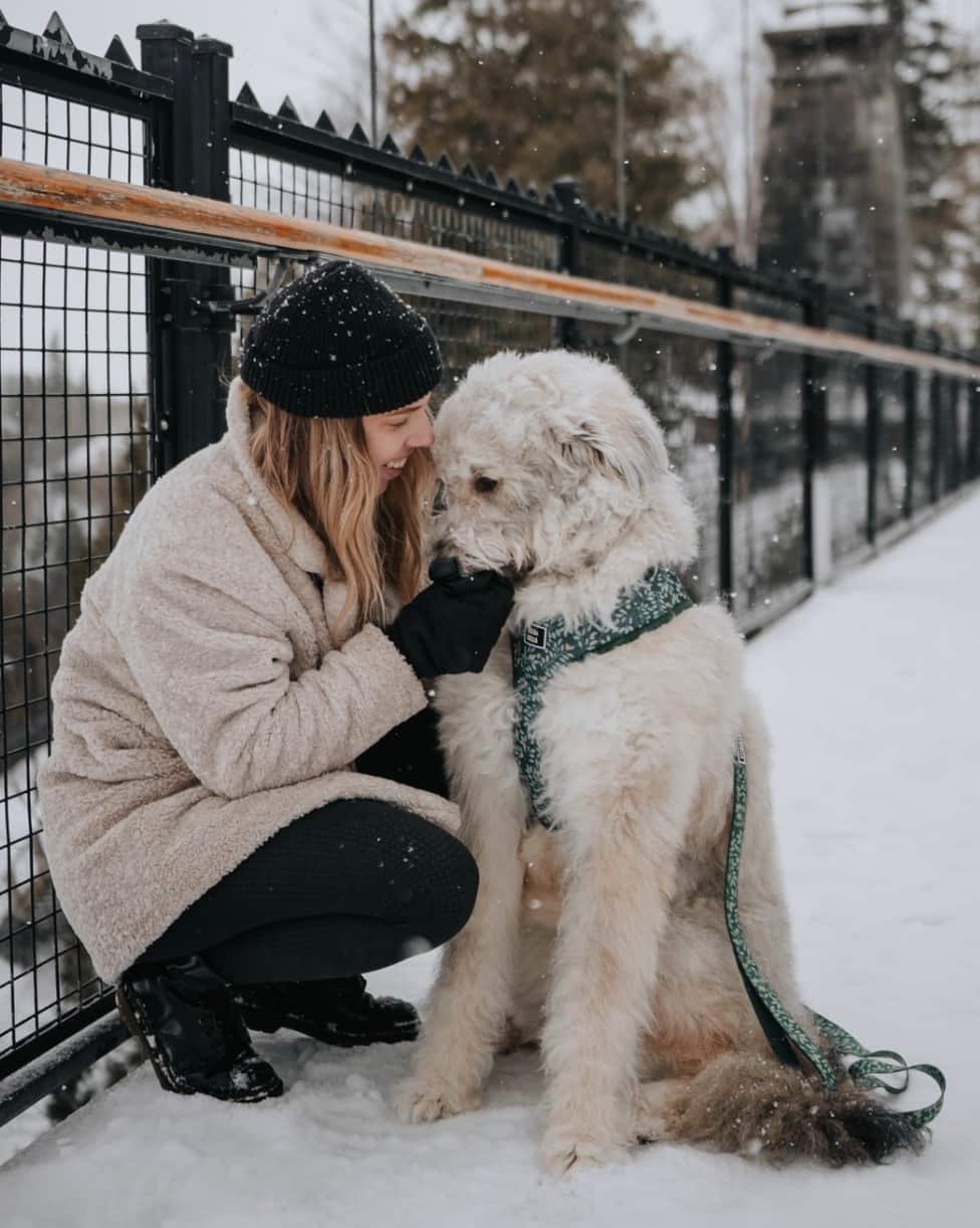 Noël: 14 idées cadeaux pour chats et chiens [2024]