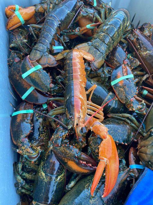 Un homard bicolore pêché au large d'Anticosti - Vimarsana News