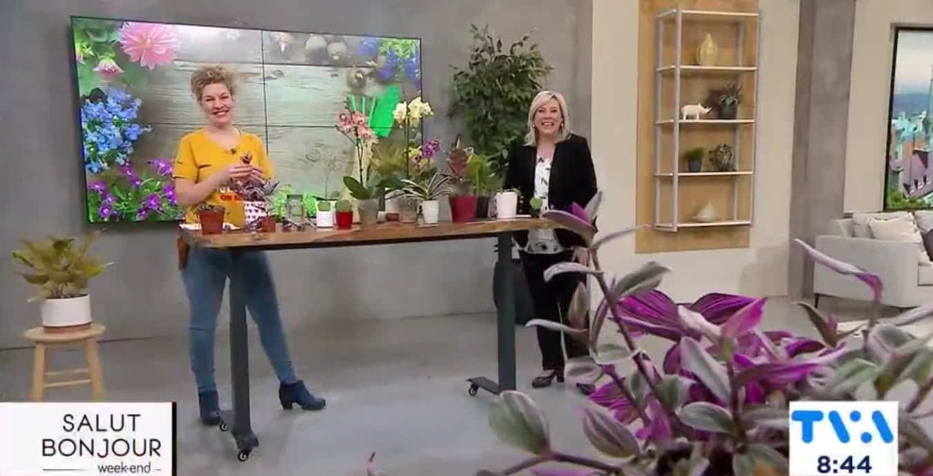 6 plantes à offrir à la Saint-Valentin