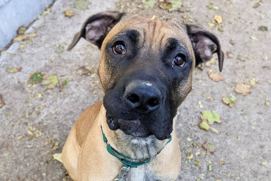 Image principale de l'article SPCA de Montréal : Hunter se cherche une famille