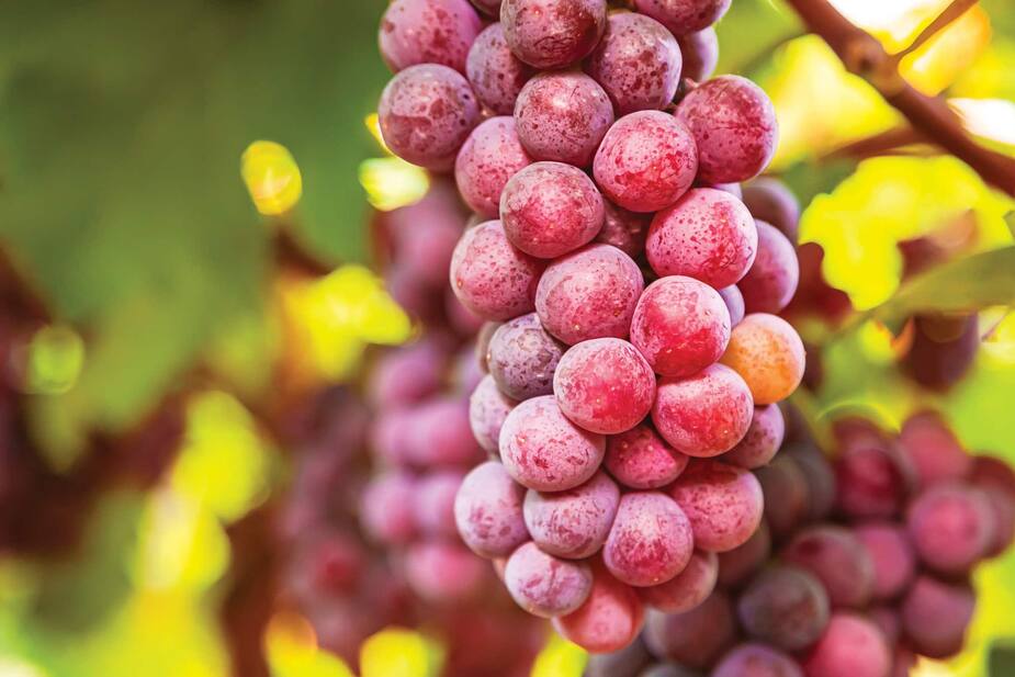 Image principale de l'article 6 vignobles où casser la croûte