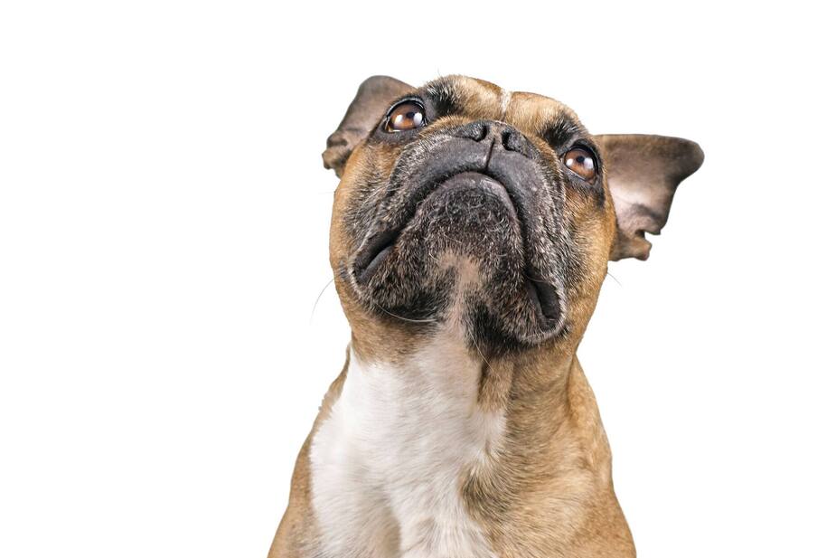 Image principale de l'article Comment éliminer les odeurs de Fido