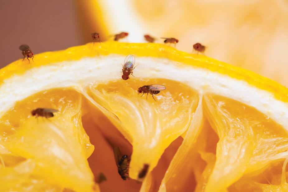 Image principale de l'article Comment se débarrasser des mouches à fruits