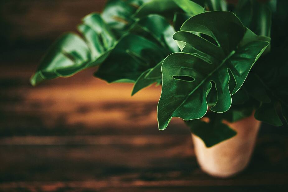 Image principale de l'article Bien hiverner nos plantes d’intérieur