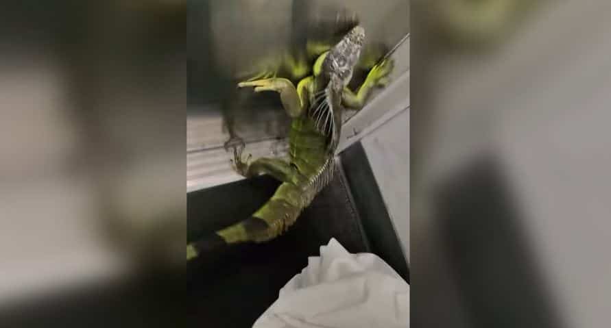 ON VIDEO | An iguana escapes from a package at a FedEx center in Tennessee, causing panic among employees
