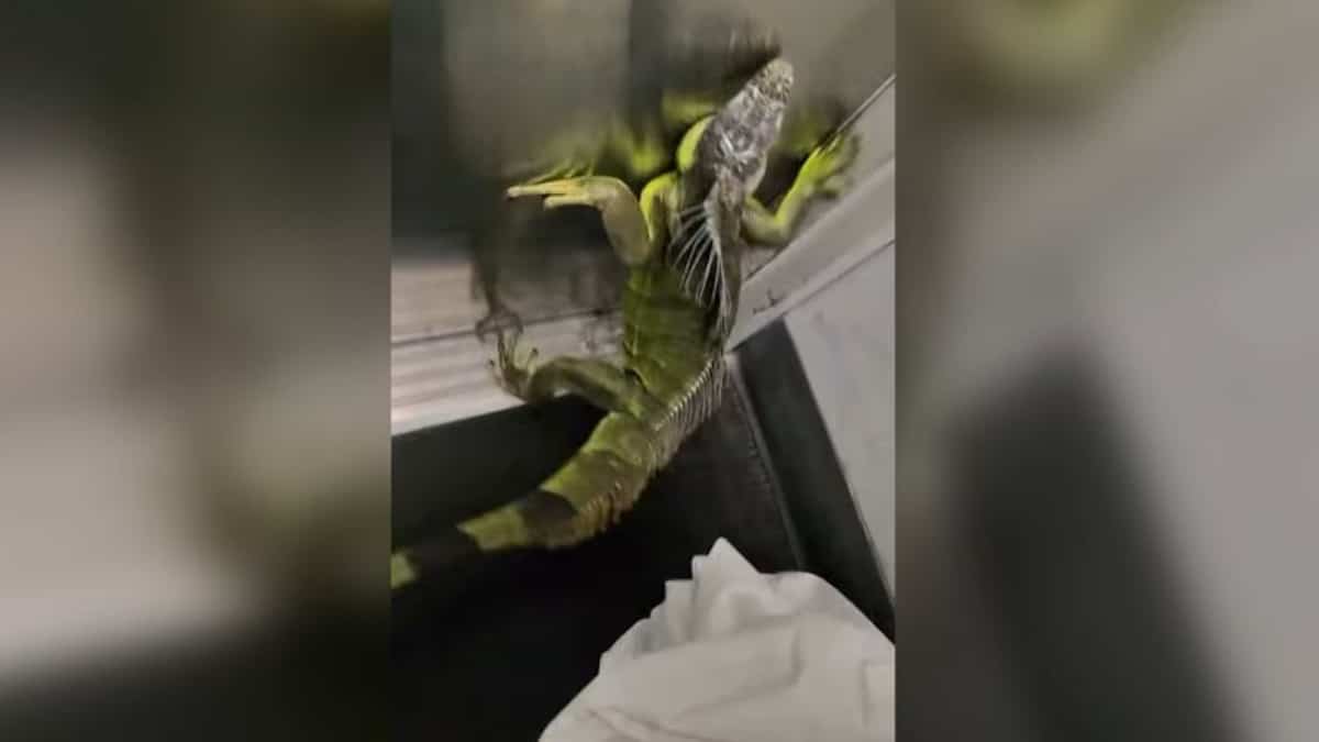 ON VIDEO | An iguana escapes from a package at a FedEx center in Tennessee, causing panic among employees ON VIDEO | An iguana escapes from a package at a FedEx center in Tennessee, causing panic among employees