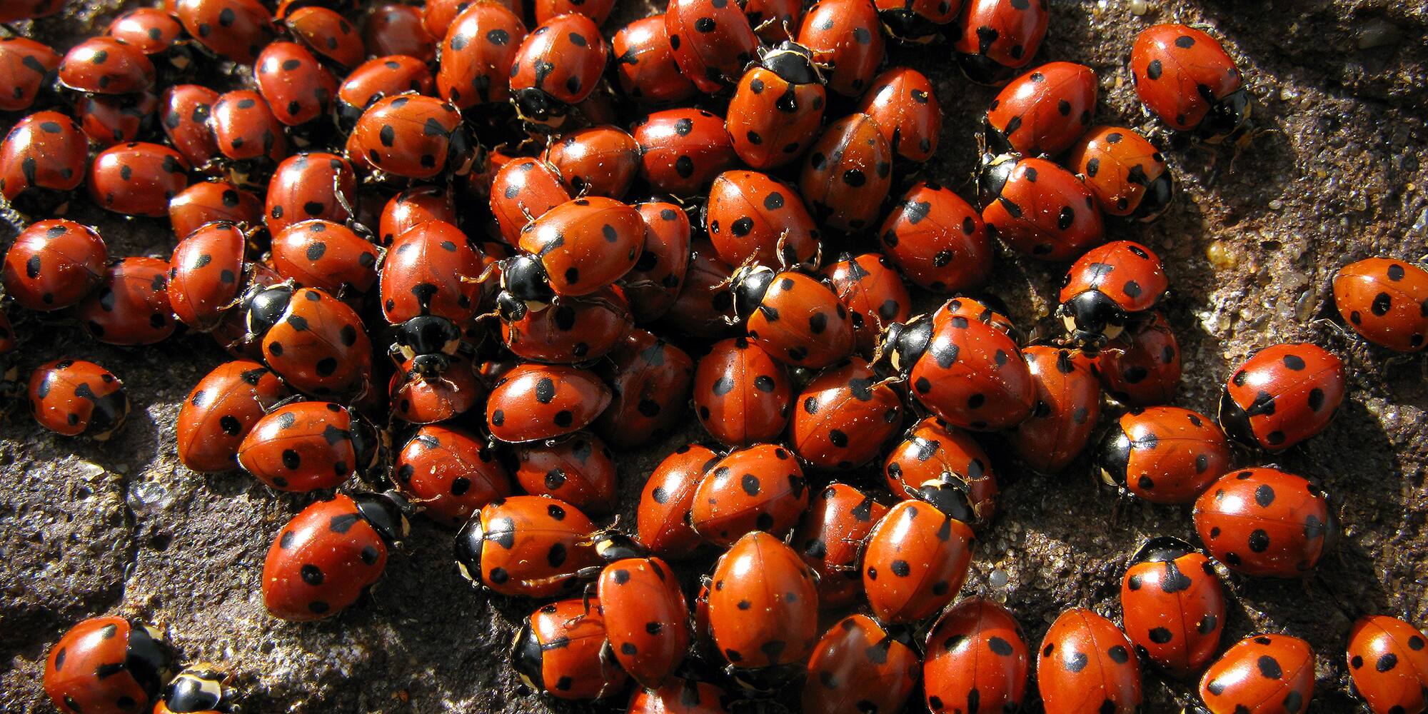 5 trucs naturels pour repousser les coccinelles