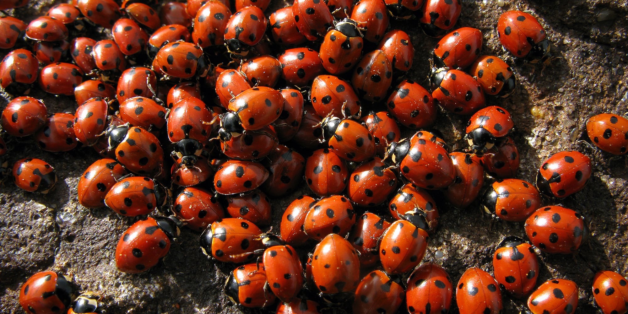 5 trucs naturels pour repousser les coccinelles