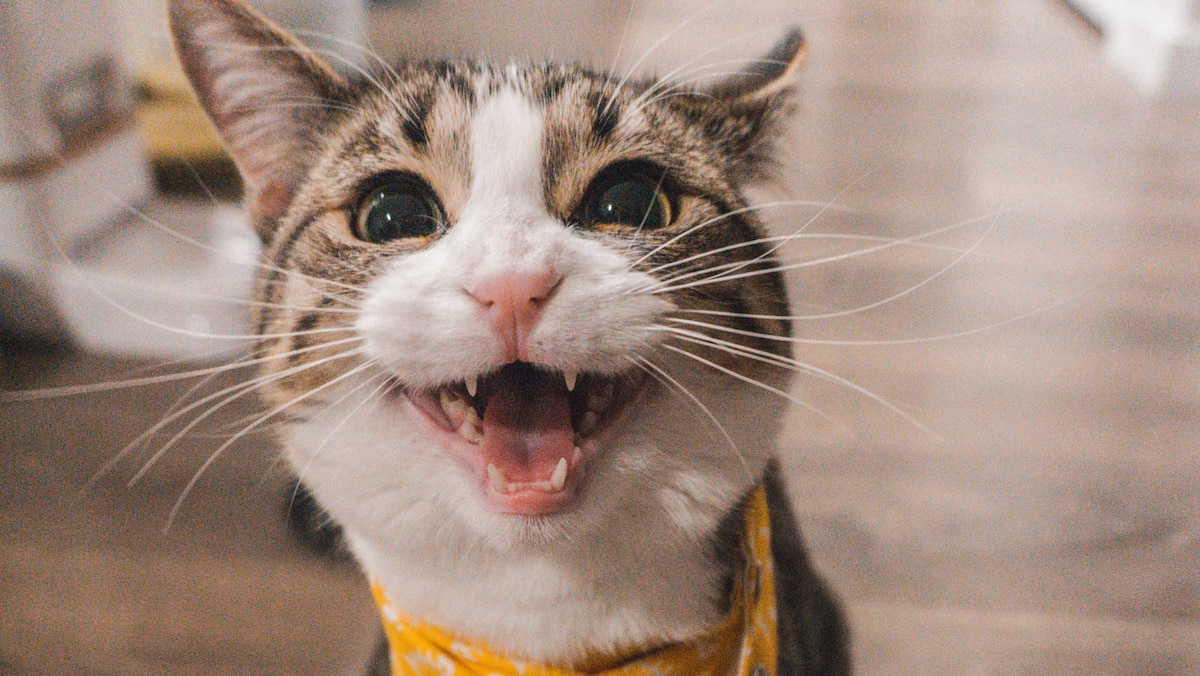 De Recentes Etudes Prouvent Que Les Chats Nous Sourient Pour Vrai Salut Bonjour De Recentes Etudes Prouvent Que Les Chats Nous Sourient Pour Vrai Salut Bonjour