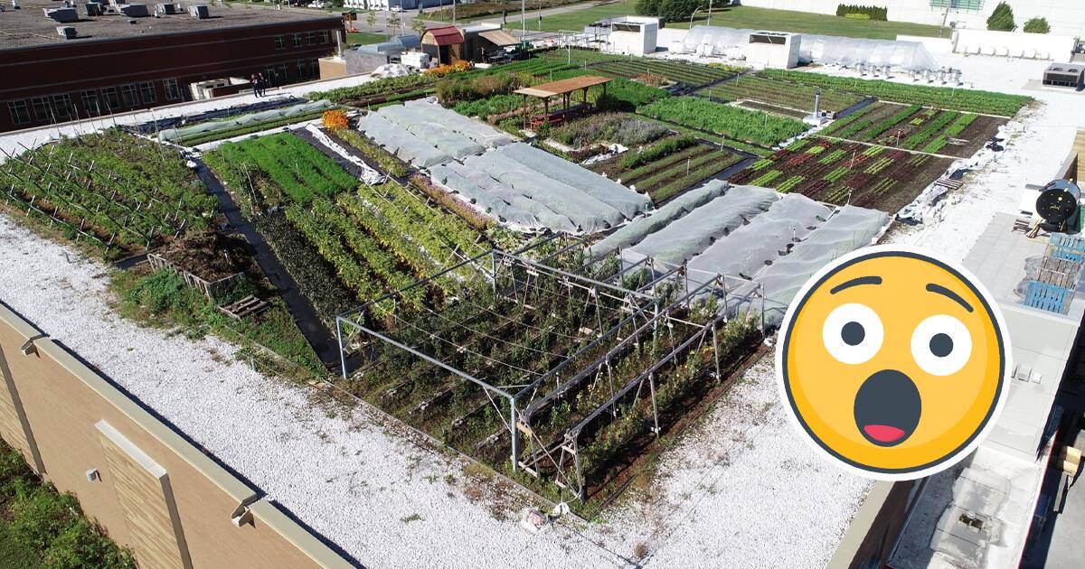 Ce IGA Extra fait pousser des légumes sur son toit