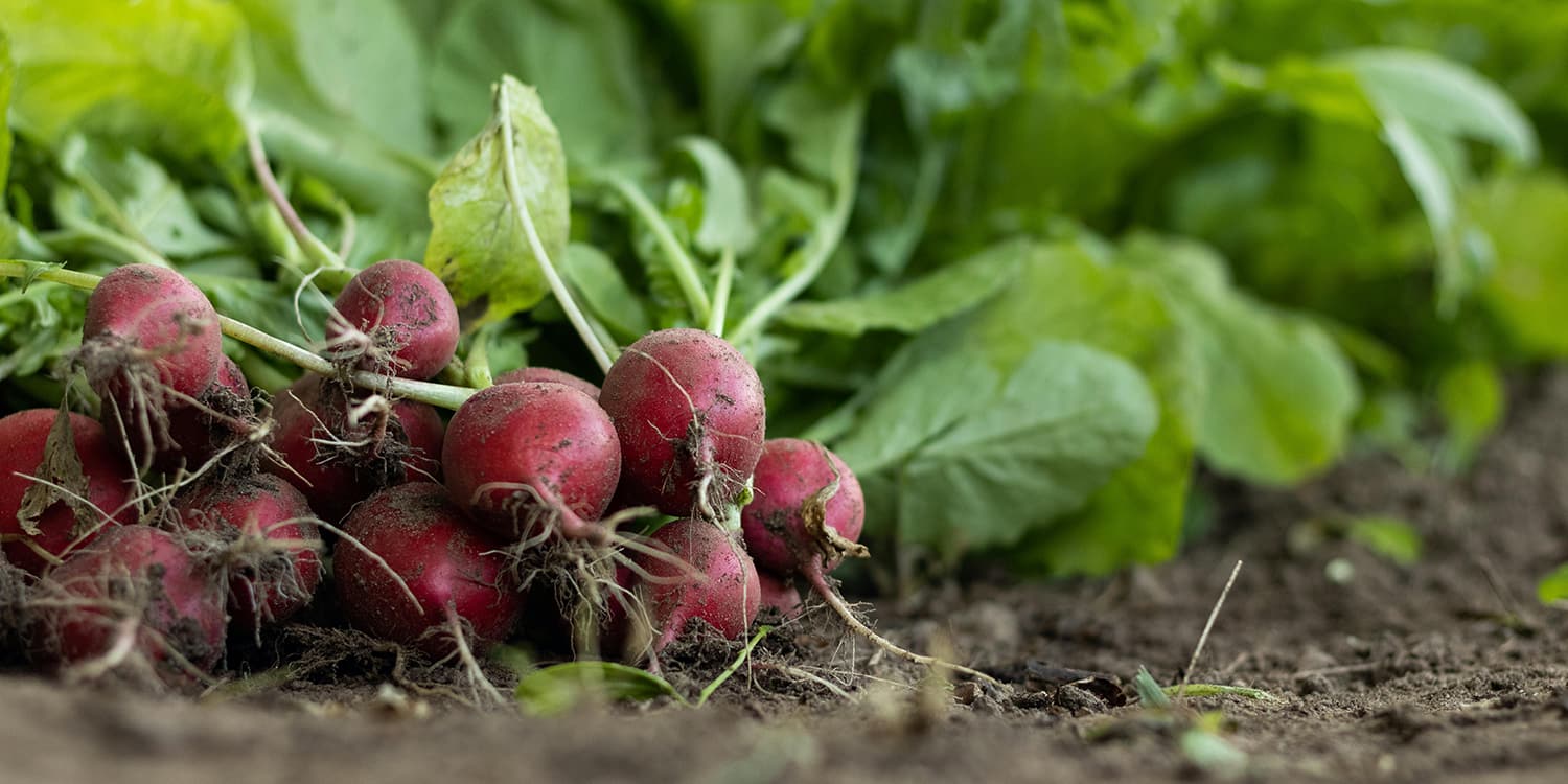 15 légumes qui aiment l'ombre