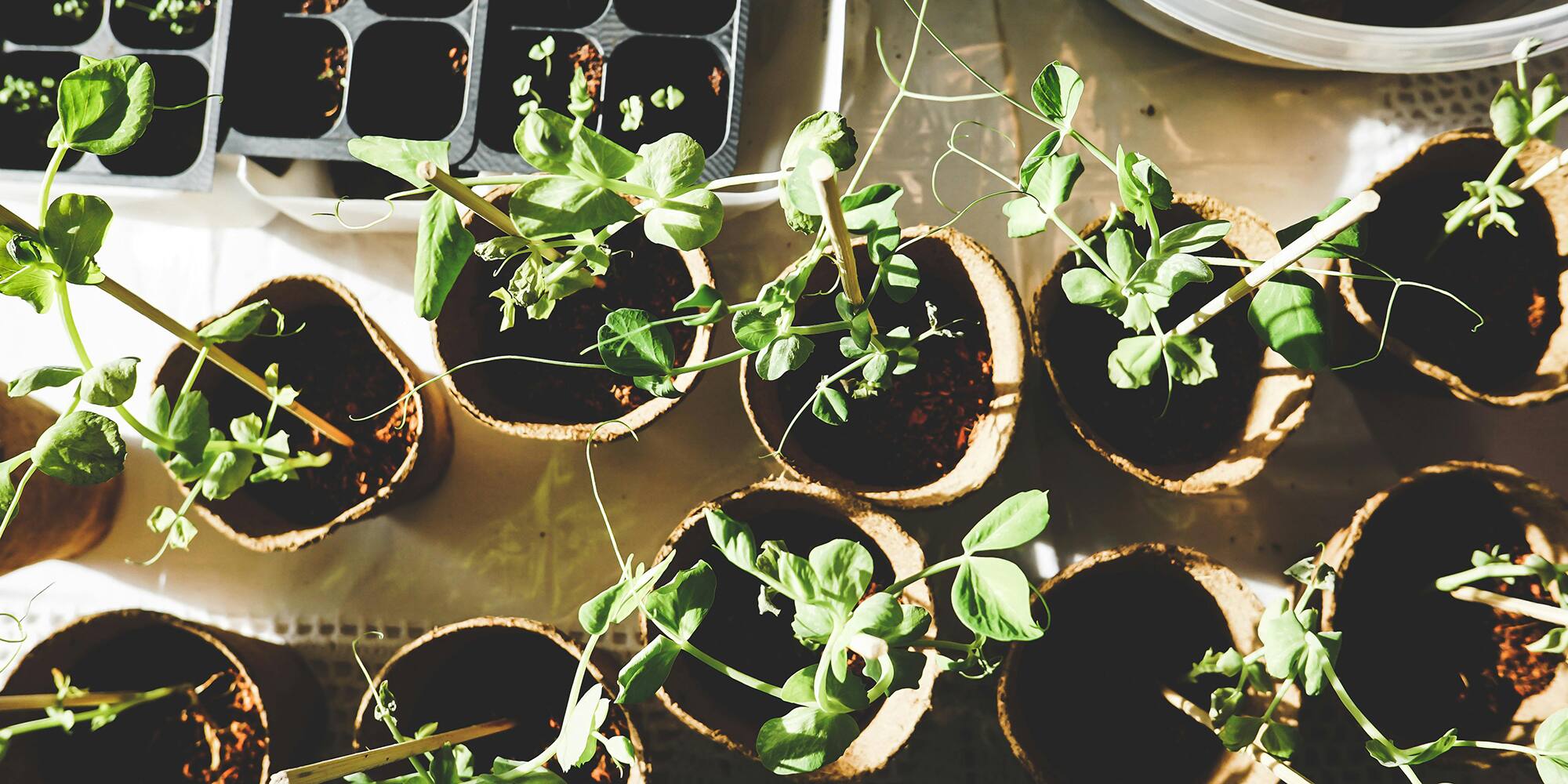 Mars: voici comment préparer le printemps