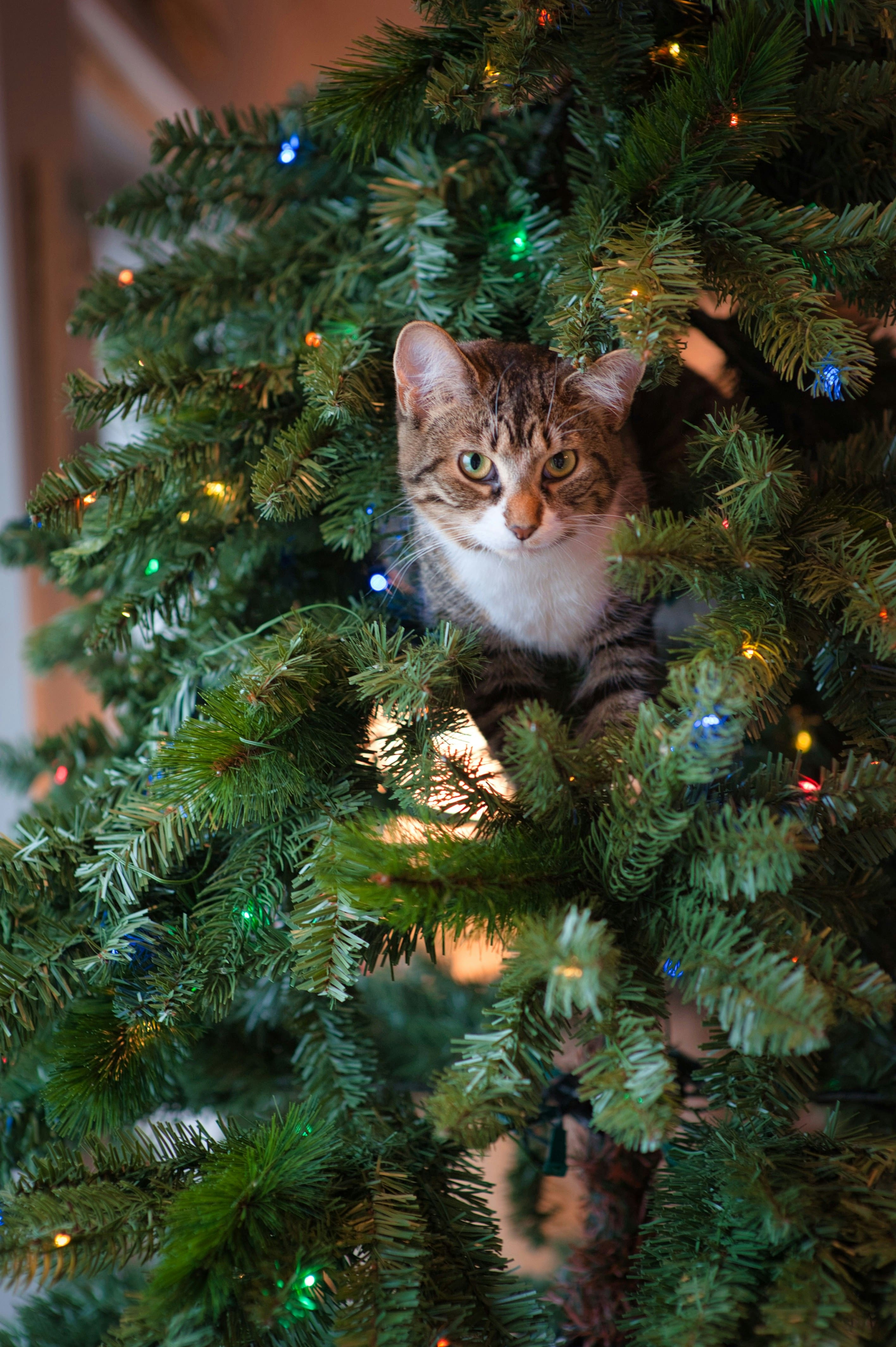 Minou grimpe dans le sapin? Voici la solution!