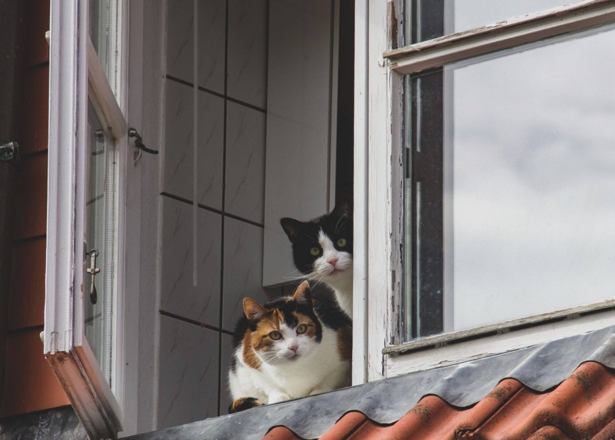 Le Montréal «Cat Tour» est de retour! 
