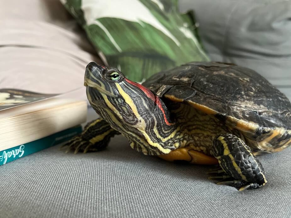 Image principale de l'article SPCA de Montréal : Kiara se cherche une famille