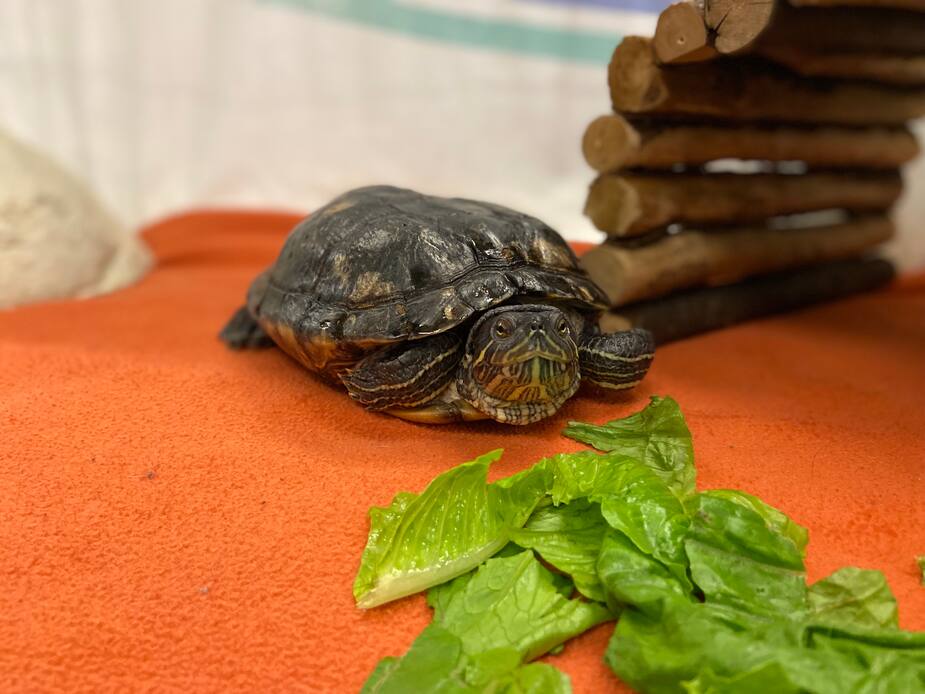 Image principale de l'article SPCA DE MONTRÉAL : Kimmy se cherche une famille