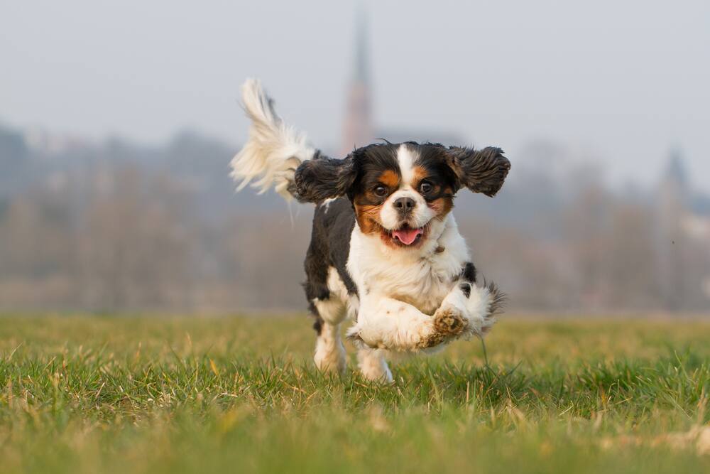 Les 10 Races De Chiens Les Plus Affectueux Salut Bonjour