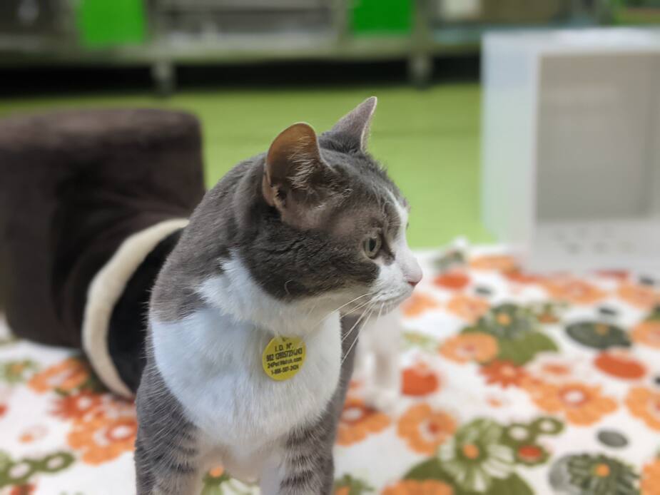 Image principale de l'article SPCA : Kuzya se cherche une nouvelle famille