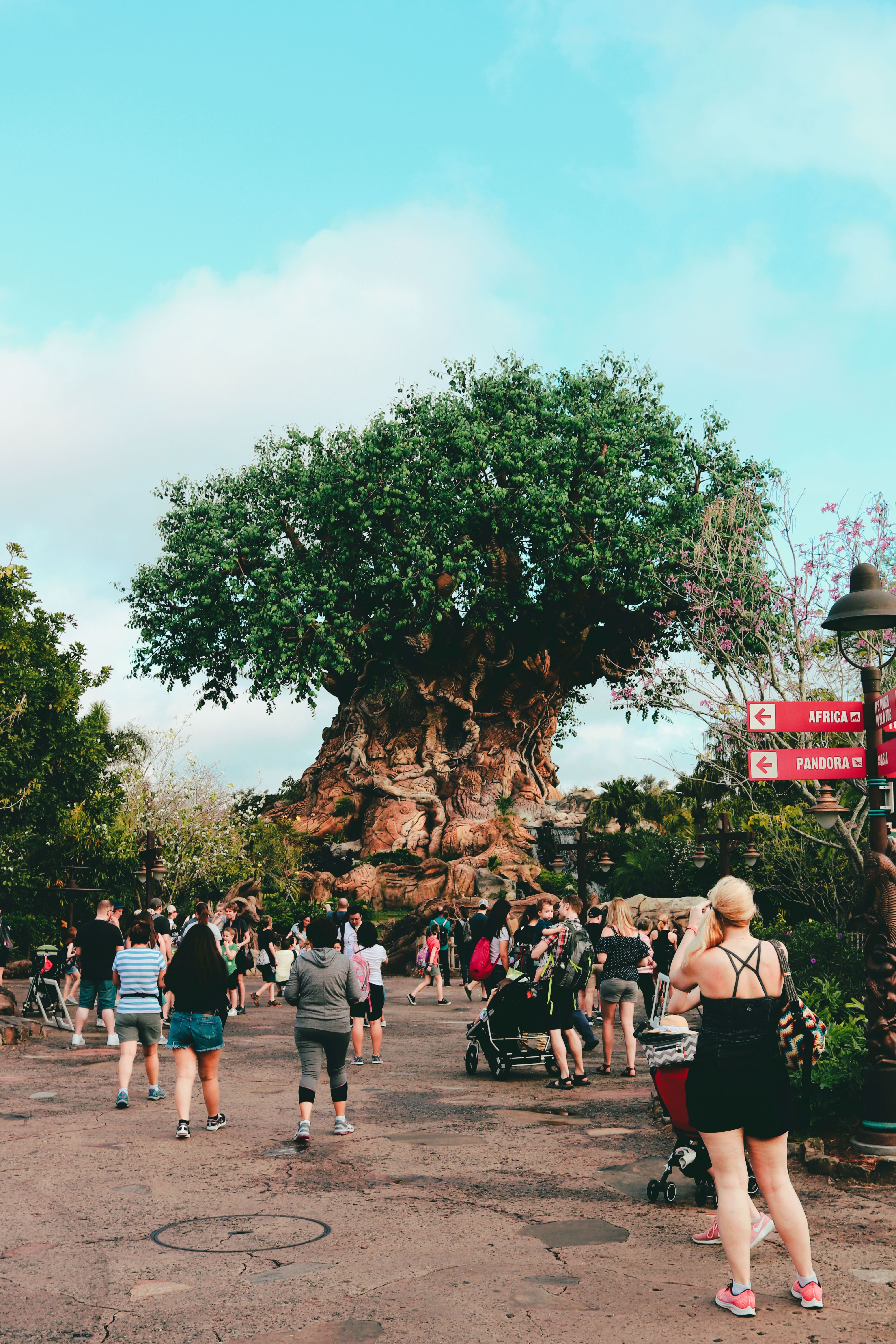 TOP 10 des meilleures attractions à Animal Kingdom