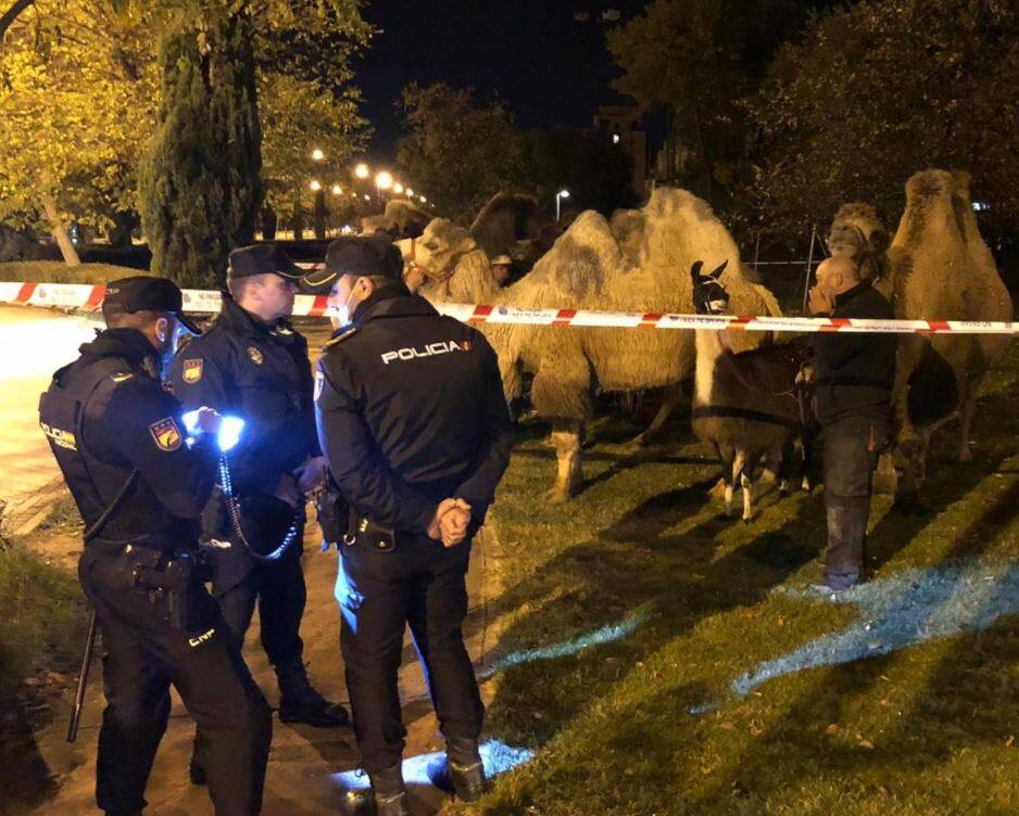 Huit chameaux et un lama en libert&eacute; dans les rues de Madrid