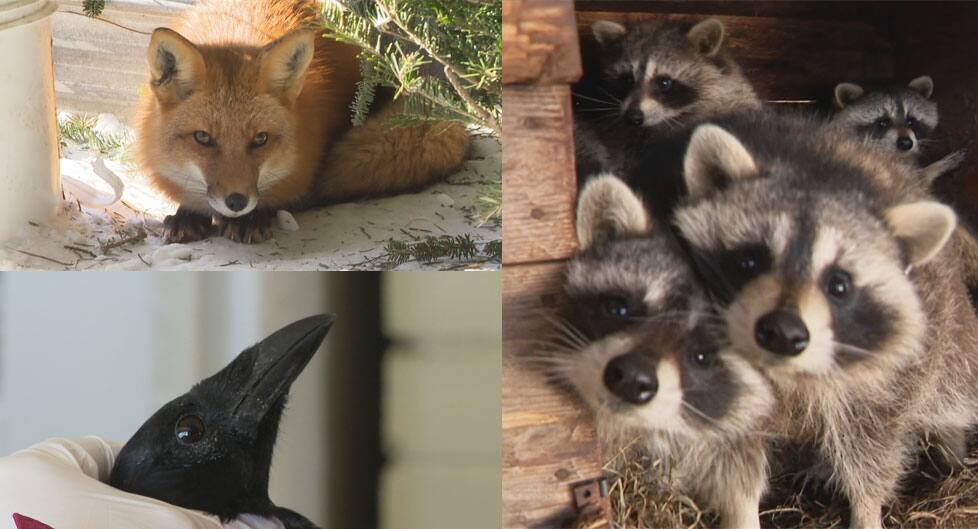 Un refuge à la rescousse des animaux sauvages TVA Nouvelles