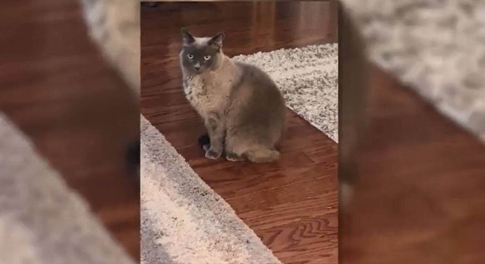 Son Chat Euthanasie Par Erreur Chez Le Veterinaire Tva Nouvelles