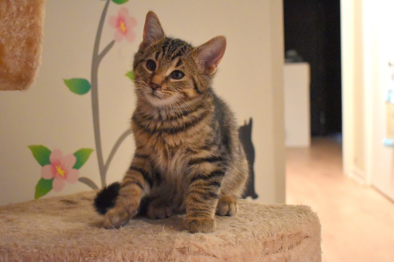 Aidez Nous A Trouver Un Foyer A Ces 3 Chatons De La Spca De Montreal Salut Bonjour