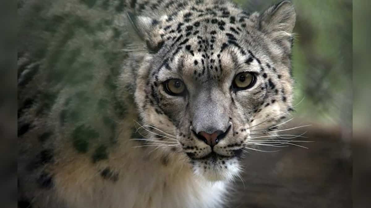 Un Leopard Des Neiges Positif A La Covid Tva Nouvelles Un Leopard Des Neiges Positif A La Covid Tva Nouvelles