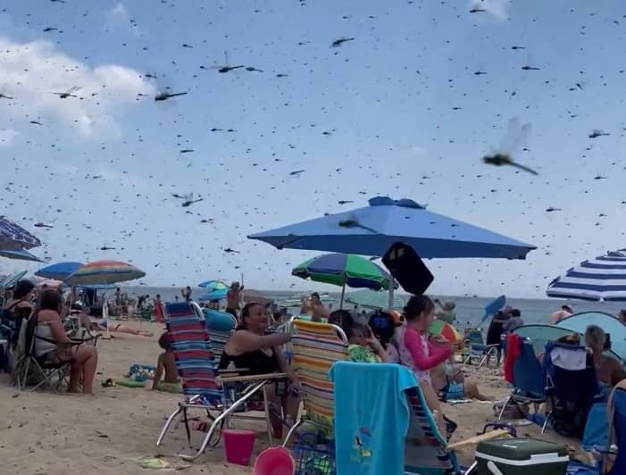 &Agrave; VOIR | Cris et stup&eacute;faction: une plage envahie par des milliers de libellules