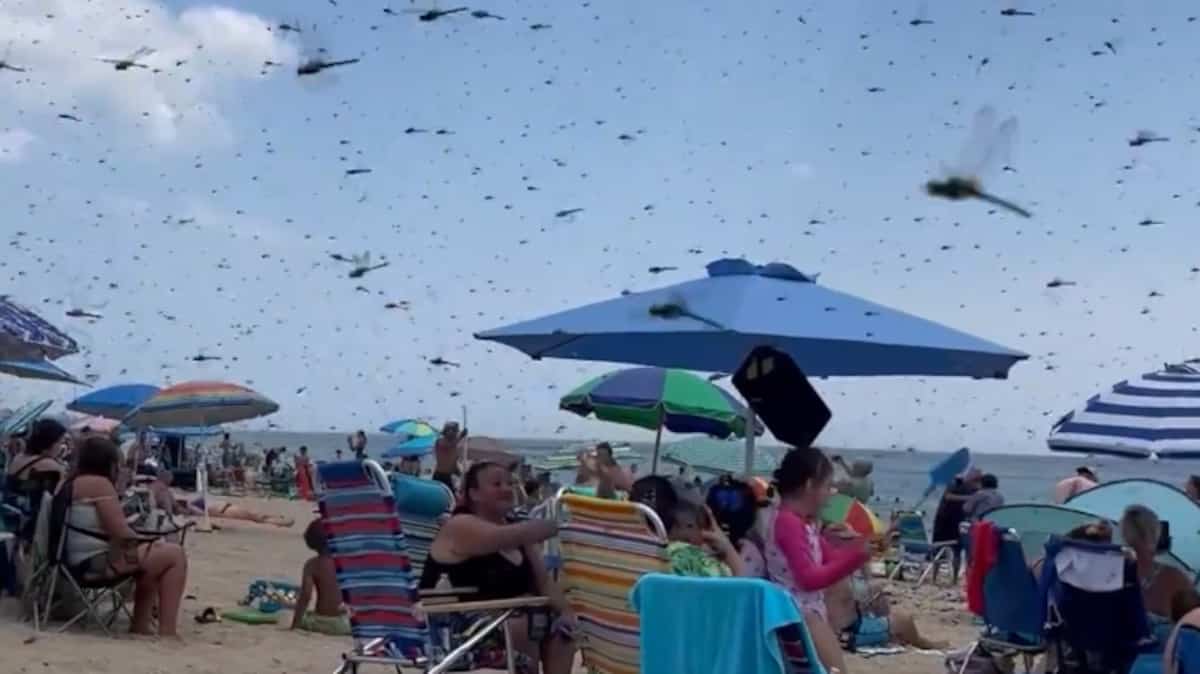 À VOIR | Cris et stupéfaction: une plage envahie par des milliers de libellules