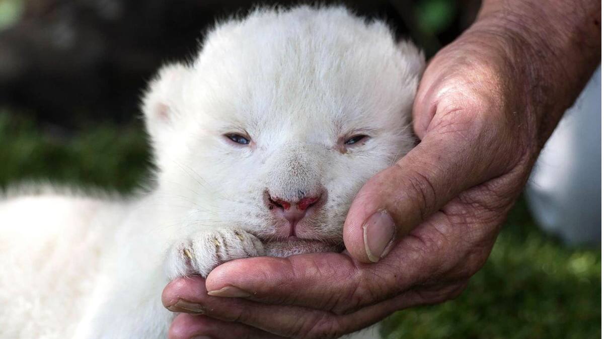 Une Naissance Difficile Pour Un Bebe Lion Blanc Salut Bonjour Une Naissance Difficile Pour Un Bebe Lion Blanc Salut Bonjour