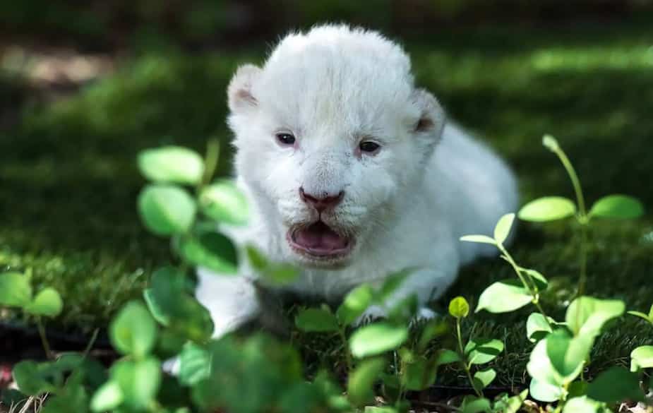 Une Naissance Difficile Pour Un Bebe Lion Blanc Salut Bonjour Une Naissance Difficile Pour Un Bebe Lion Blanc Salut Bonjour
