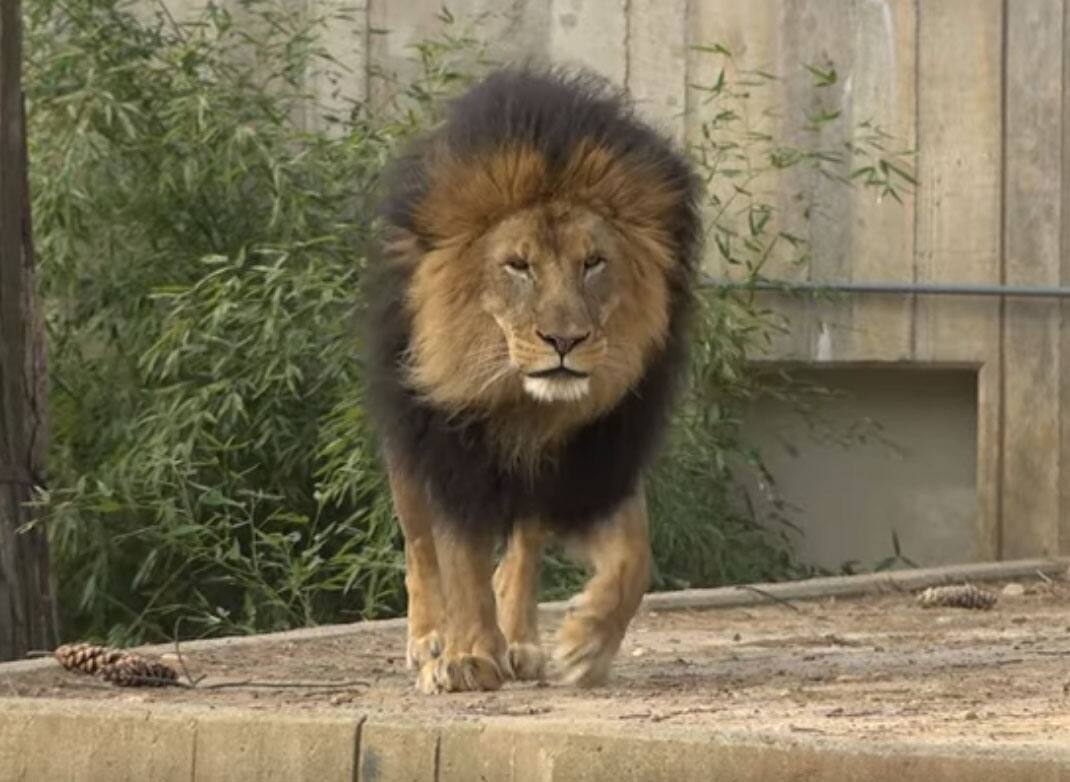 Six lions et trois tigres du zoo de Washington infect&eacute;s &agrave; la COVID