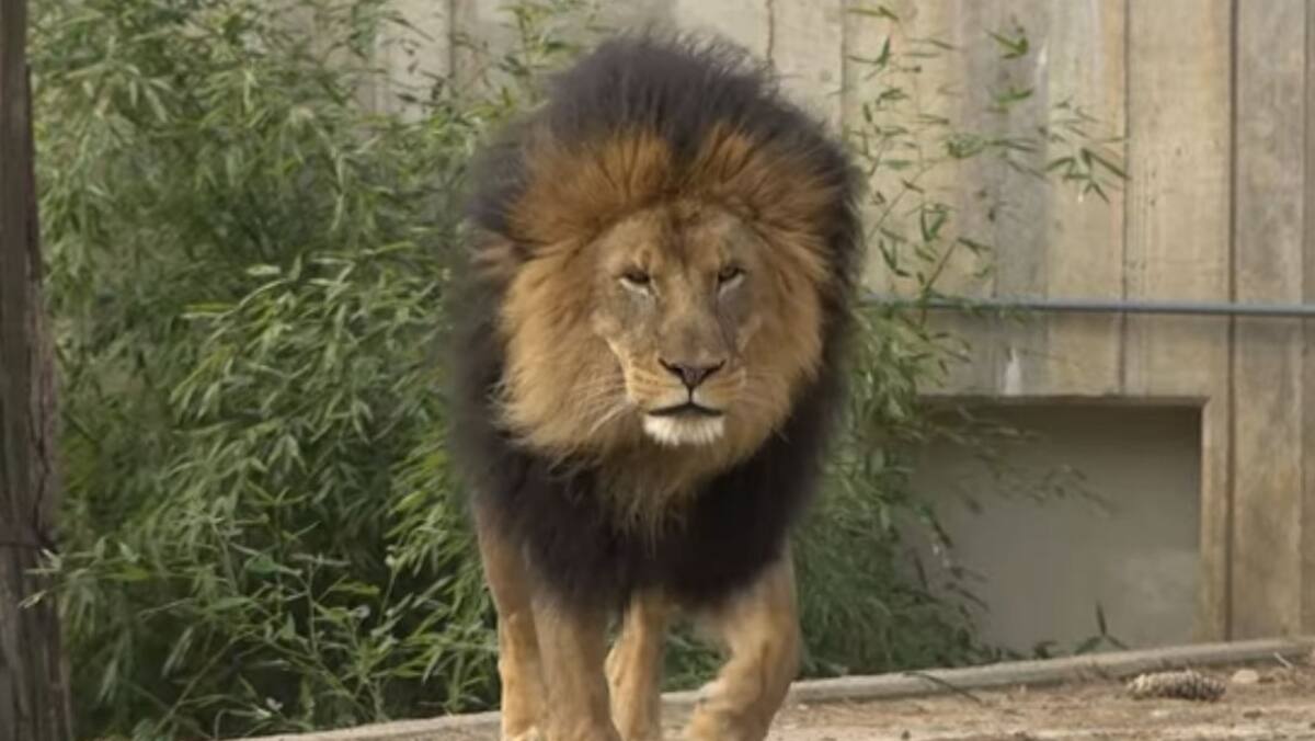 Six lions et trois tigres du zoo de Washington infectés à la COVID