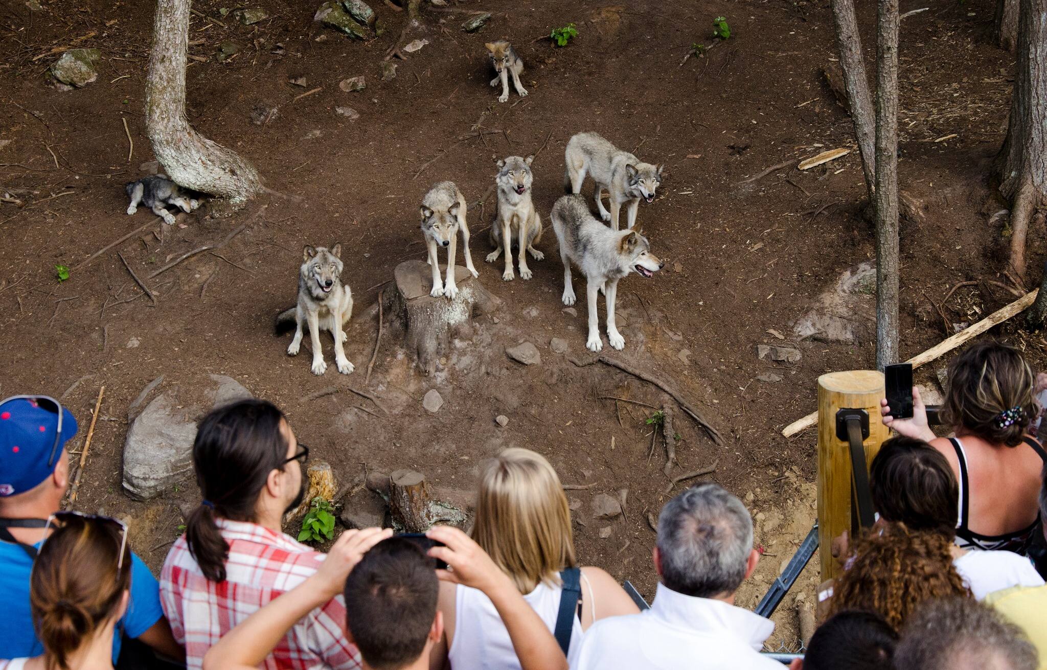 Envie de dormir avec les loups? Voici LA place
