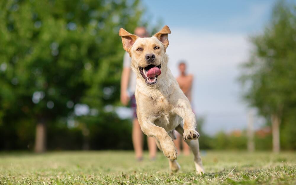 Les 10 Races De Chiens Les Plus Affectueux Salut Bonjour