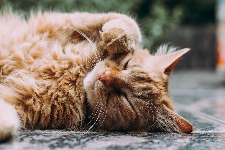 Image principale de l'article Les 10 meilleures raisons d'adopter un chat